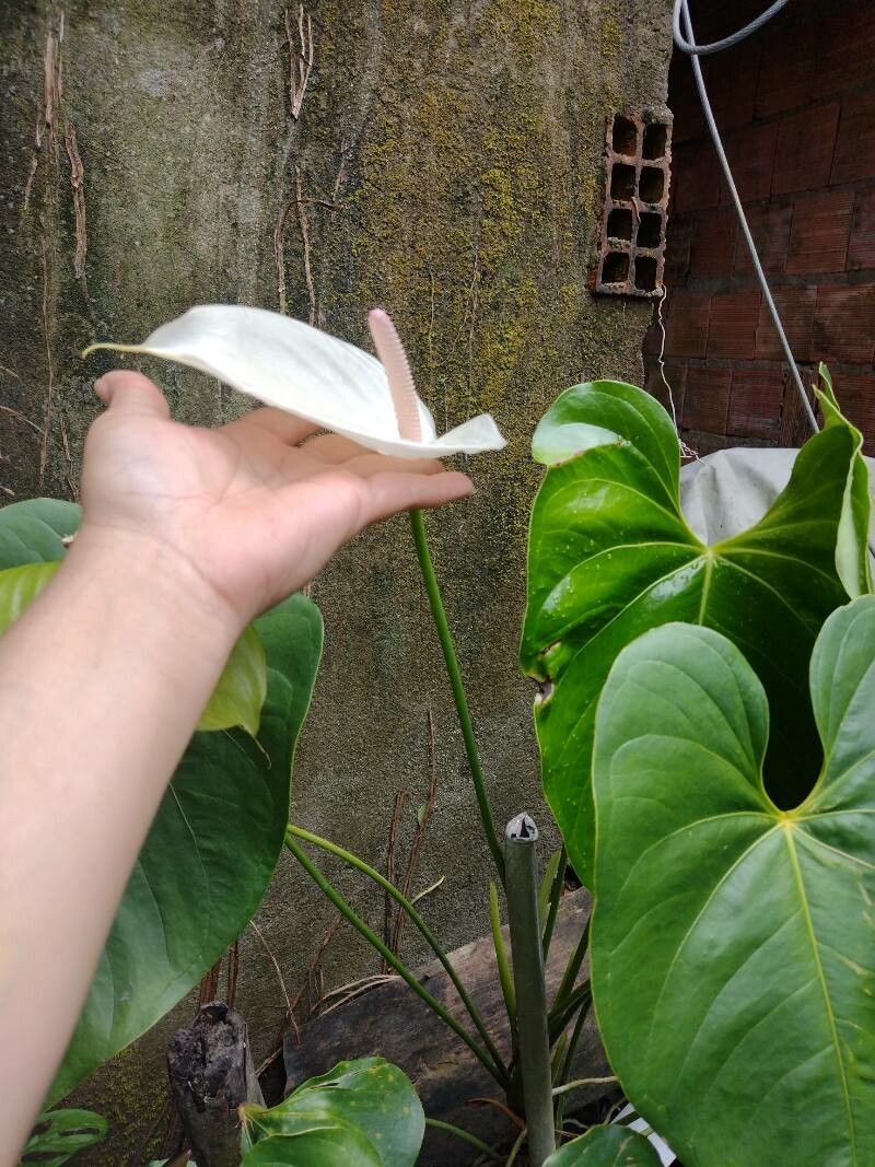 Anthurium obtusilobum flower