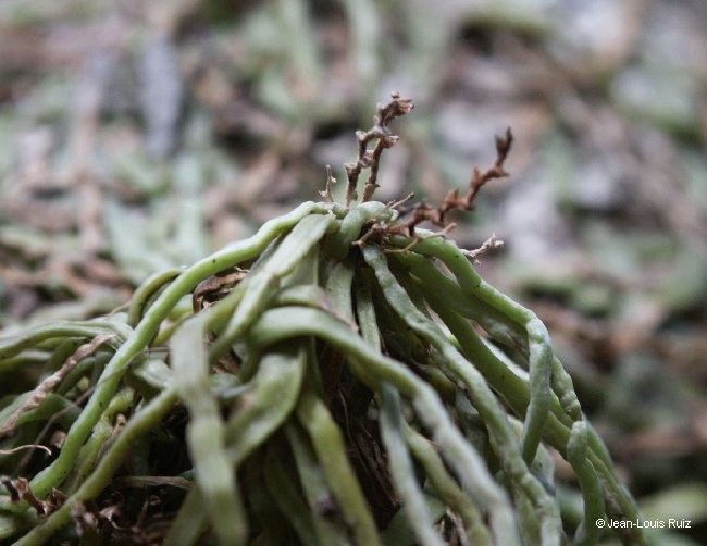 Taeniophyllum rudolfii fruit