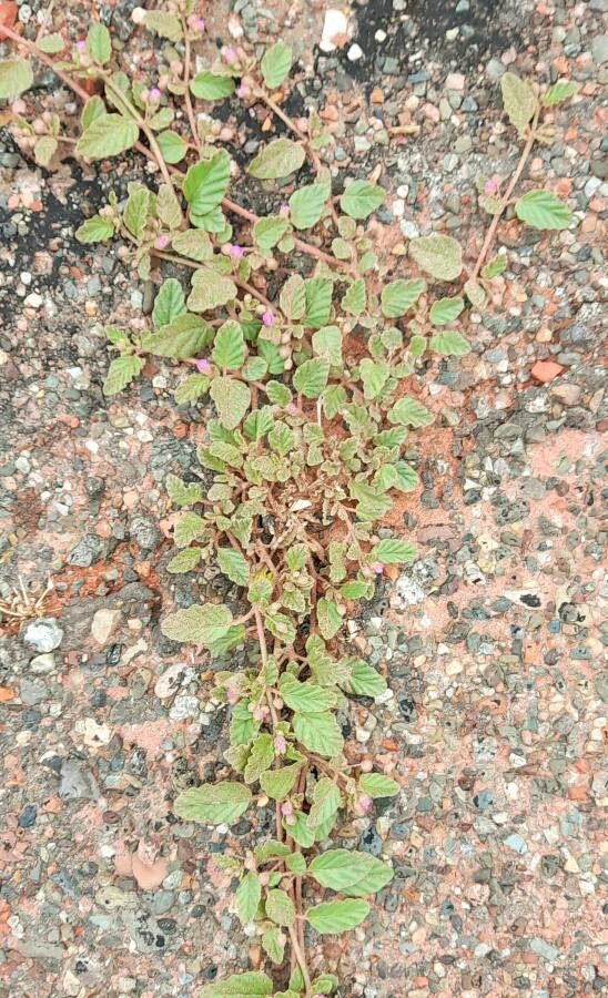 Allionia incarnata habit