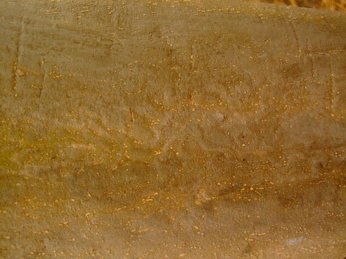 Stereospermum kunthianum leaf