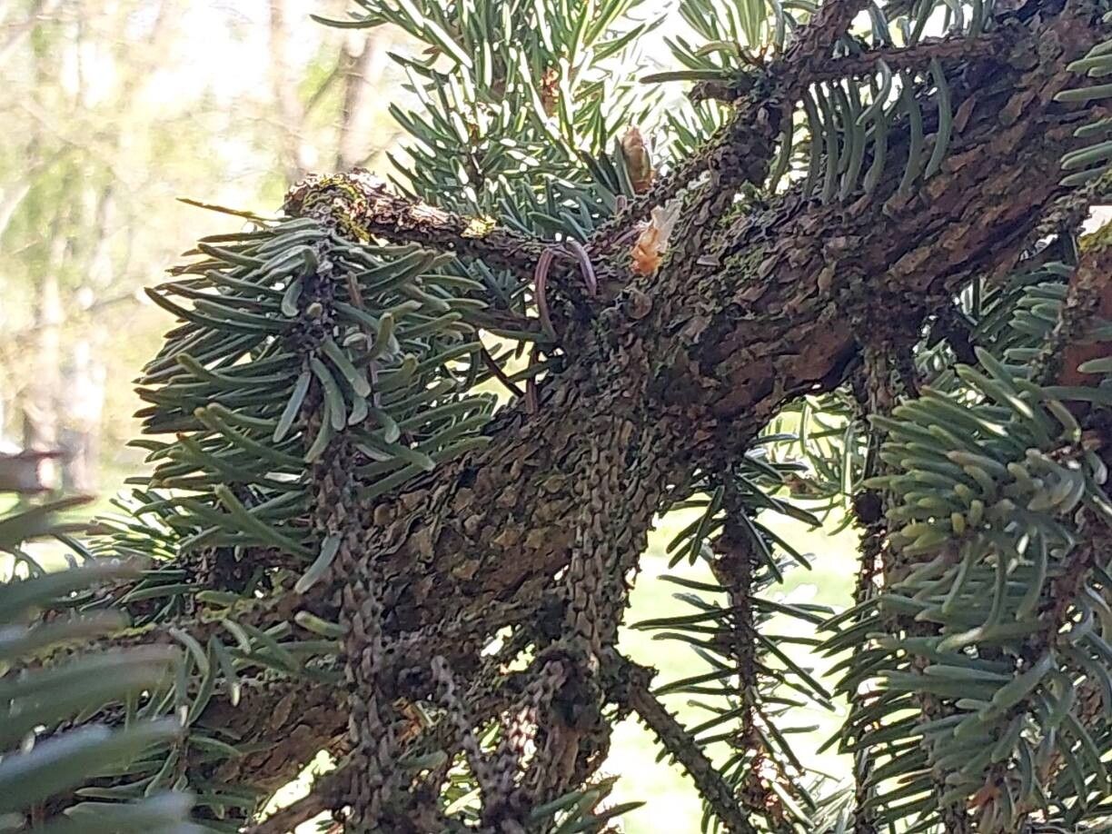 Picea retroflexa other