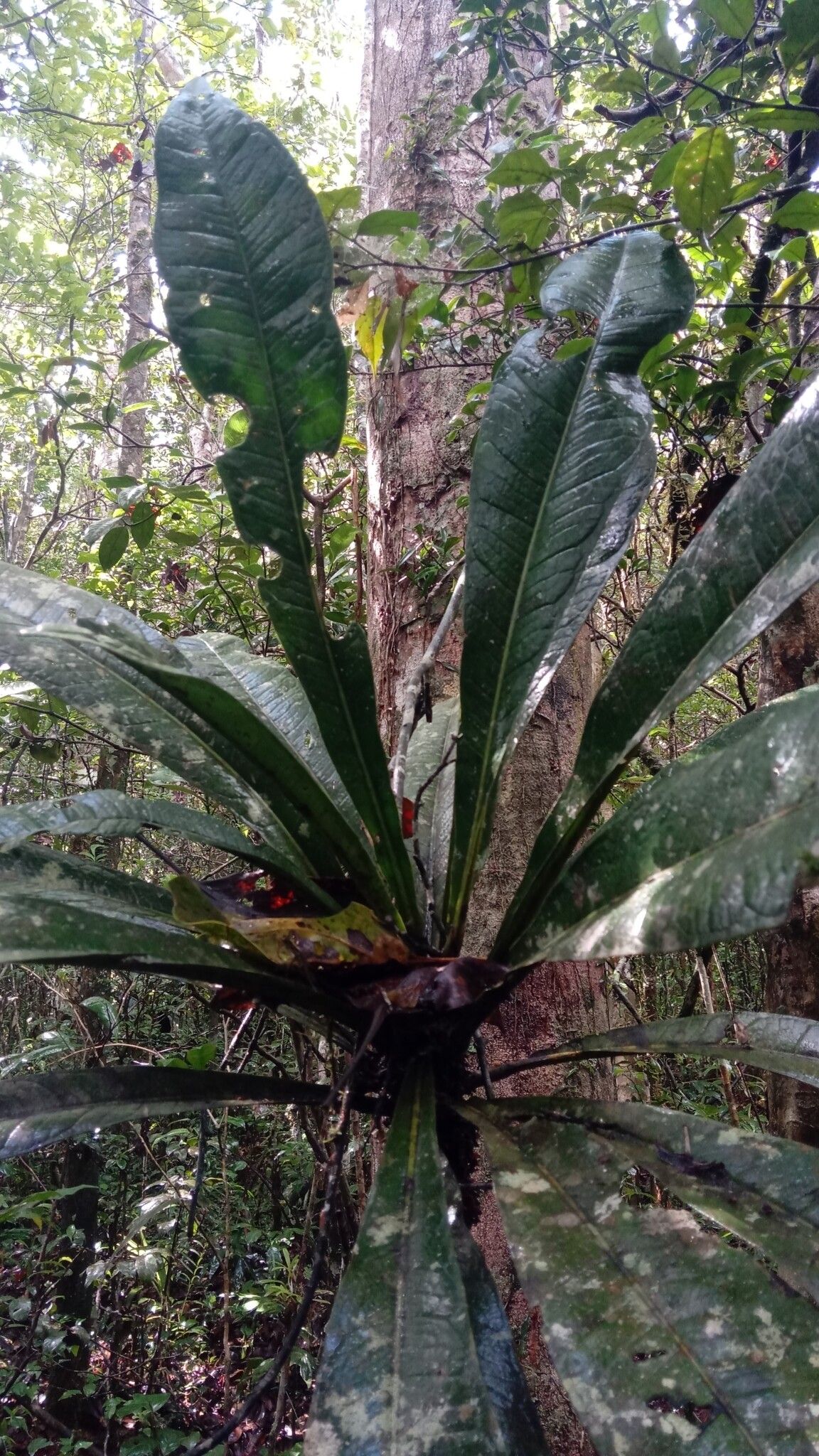 Vepris leandriana — search result for 'Vepris'