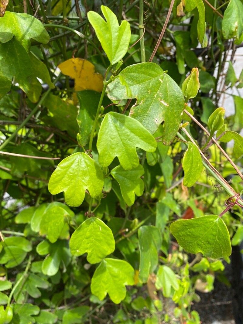 Passiflora aurantia — houseplant care guide