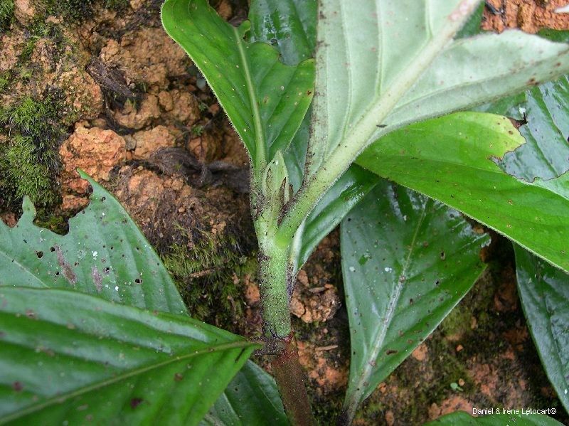 Psychotria ammericola habit