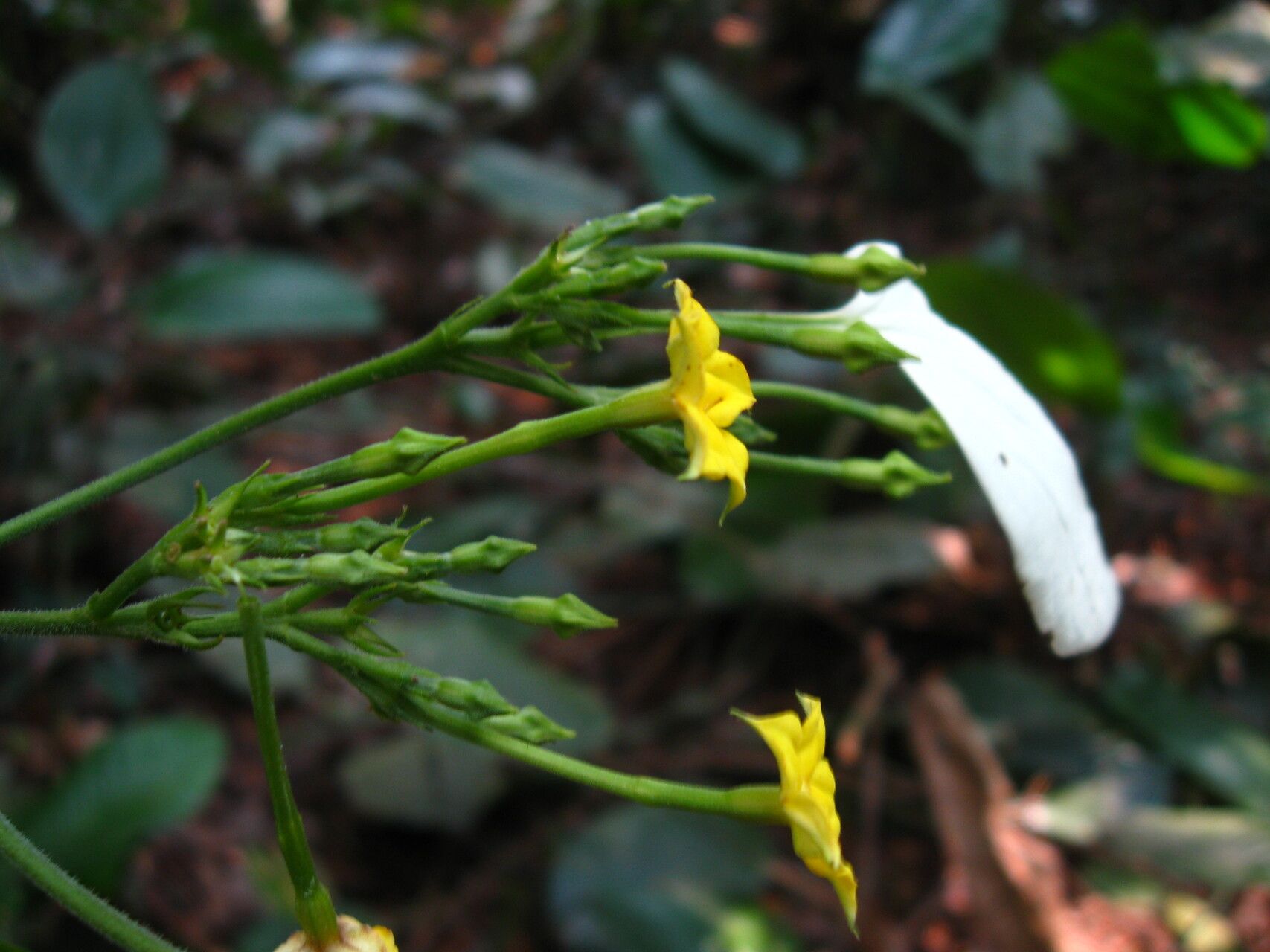 Pseudomussaenda stenocarpa flower