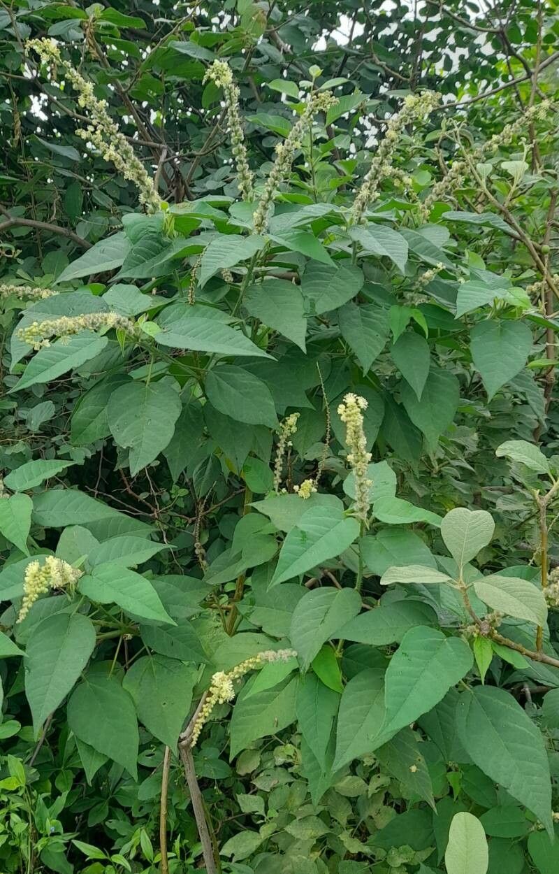 Croton saltensis habit