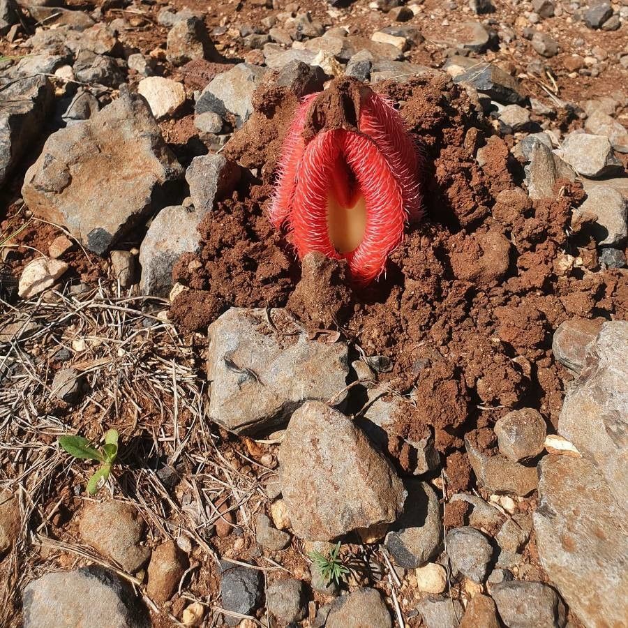 Hydnora abyssinica flower