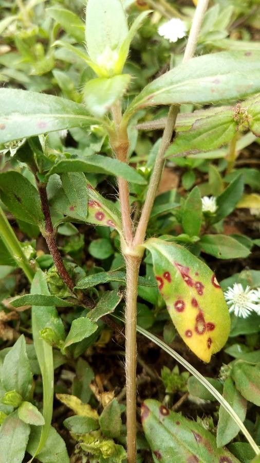 Gomphrena celosioides bark