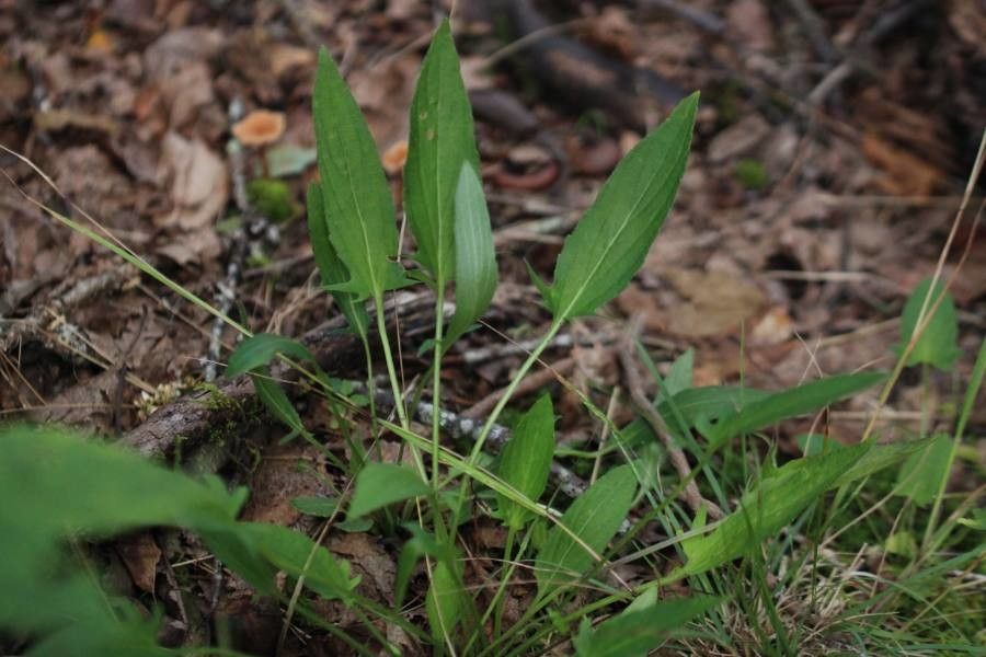 Viola sagittata leaf