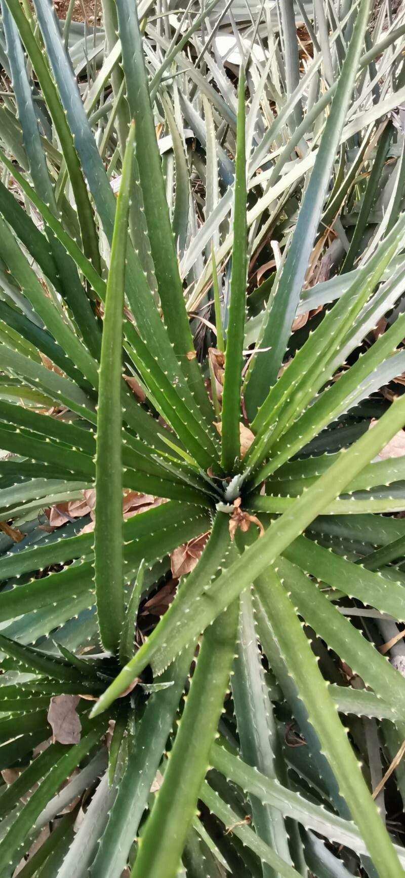Dyckia princeps leaf