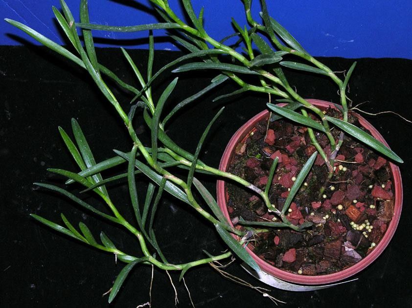 Maxillaria nicaraguensis other