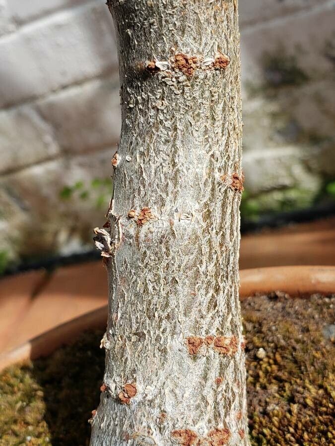 Kalanchoe orgyalis bark