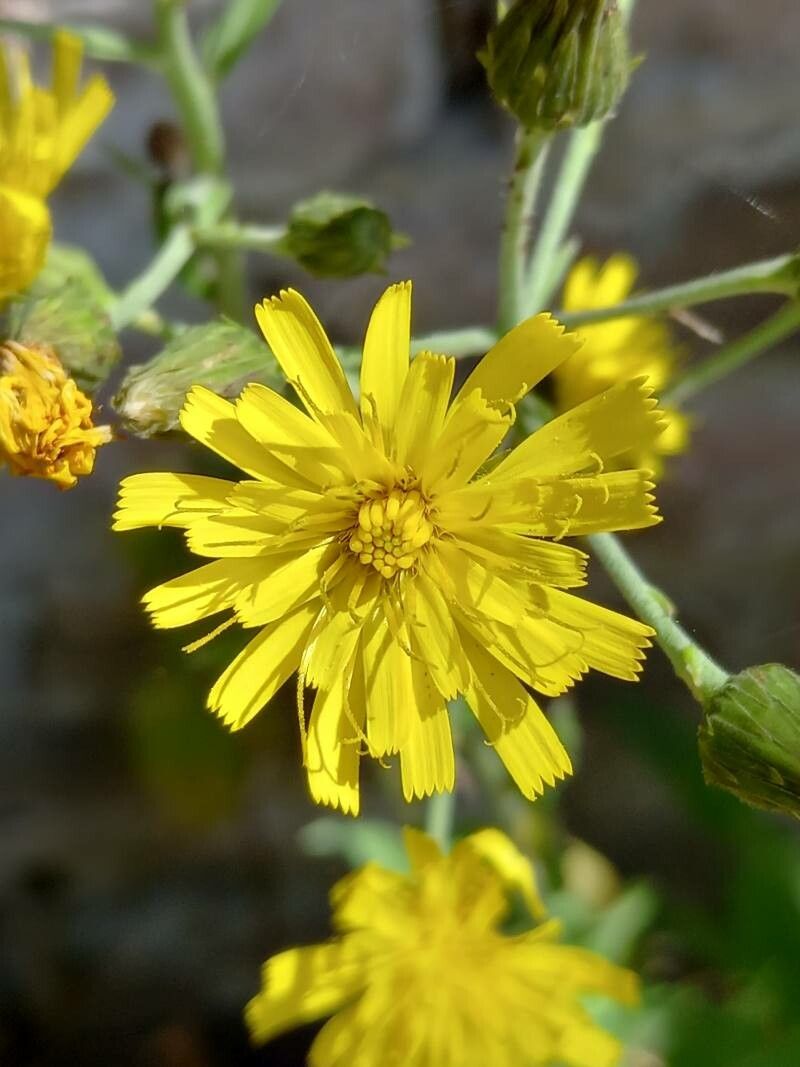 Hieracium sabaudum flower