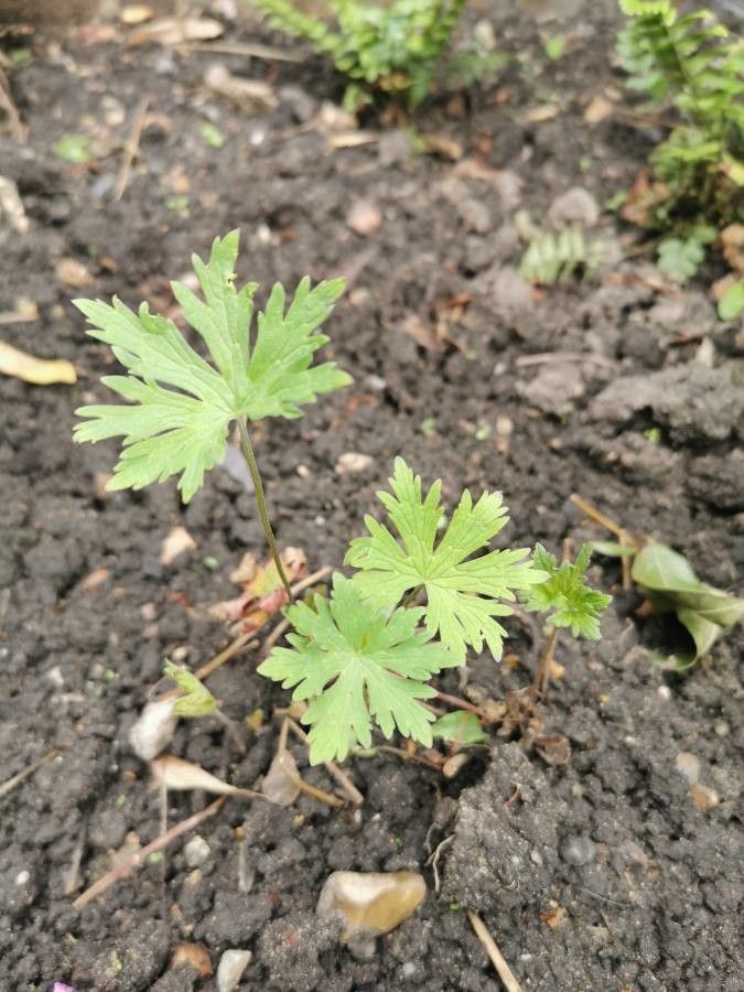 Geranium lanuginosum leaf