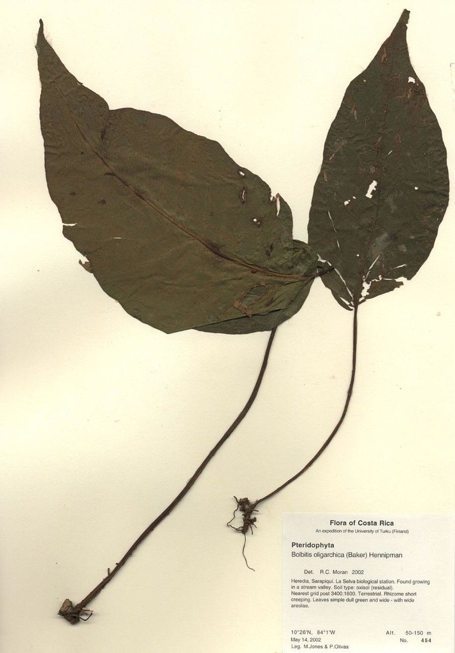 Mickelia oligarchica — related species from the same genus