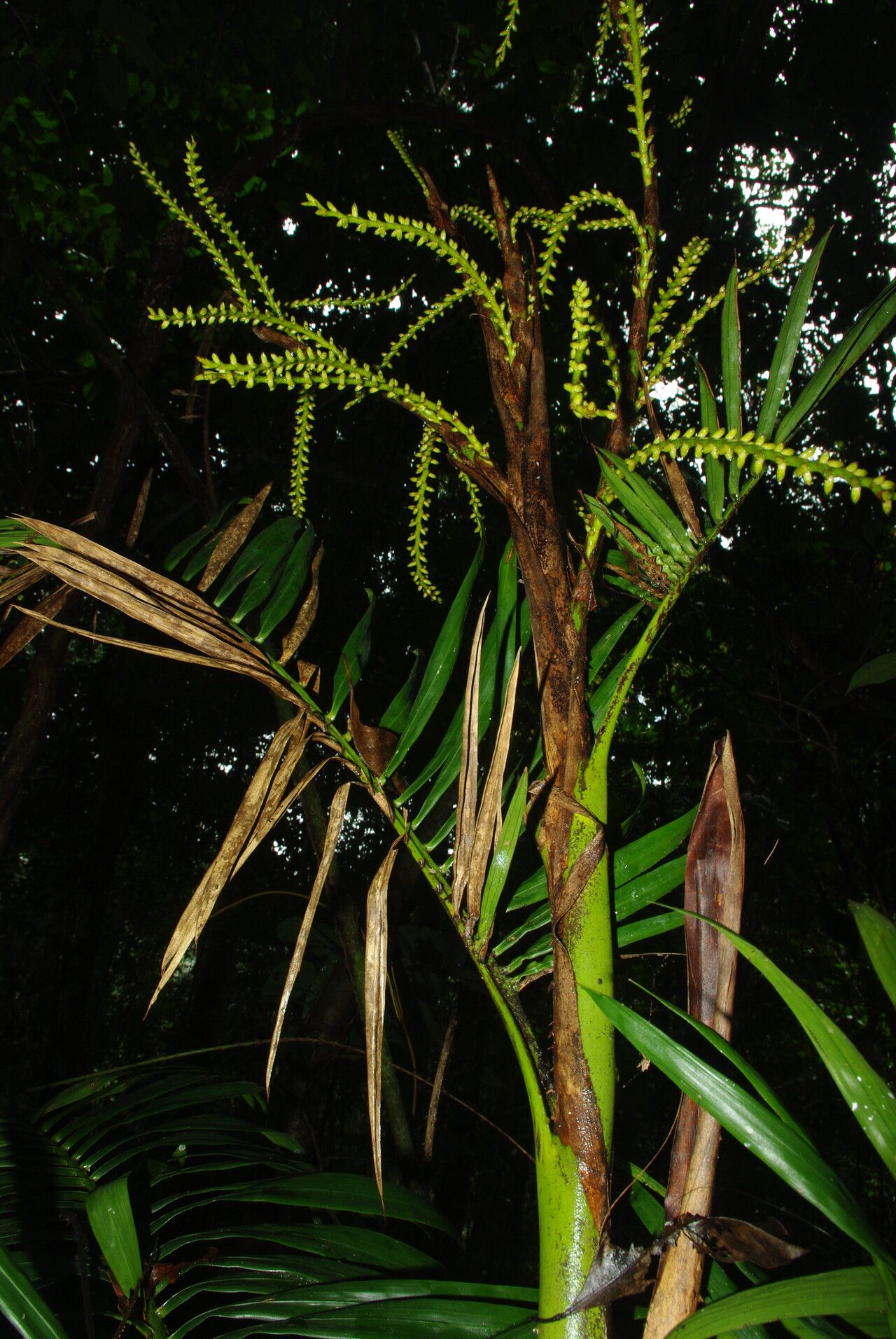 Laccosperma korupense other