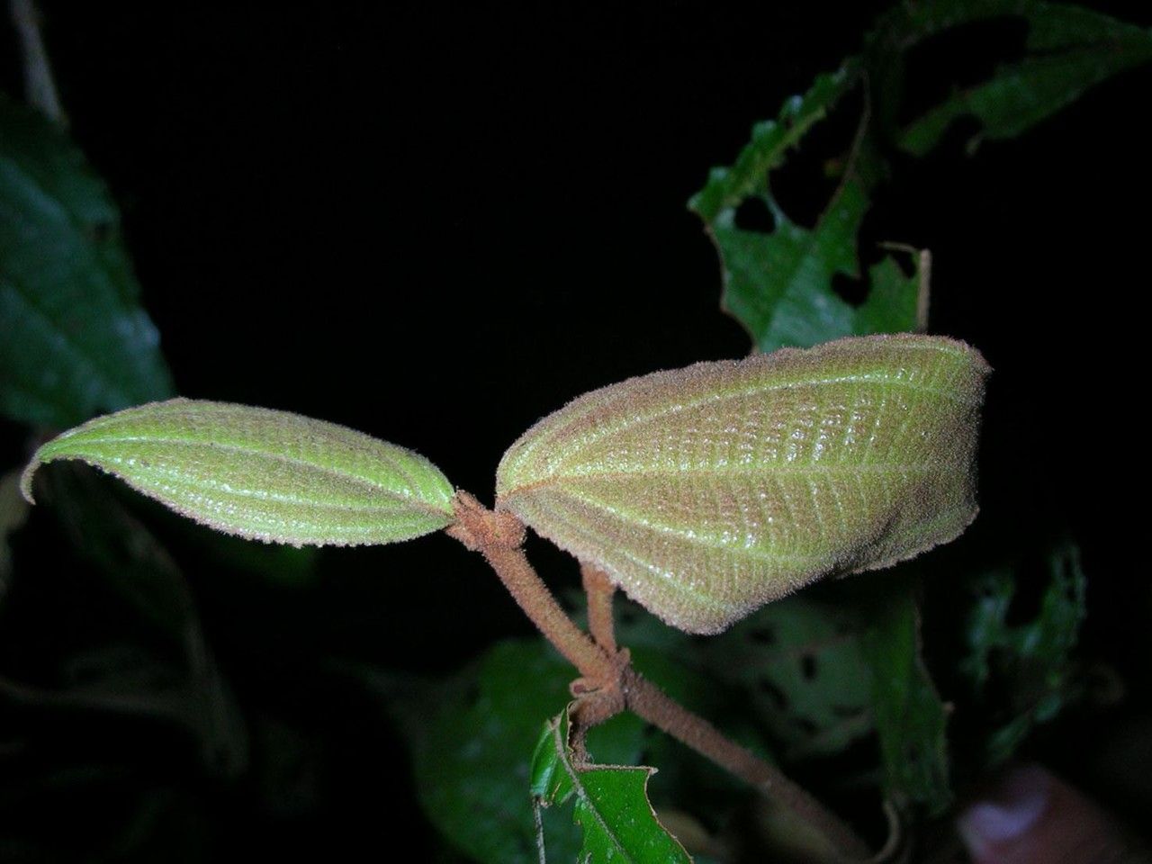 Miconia calocoma fruit