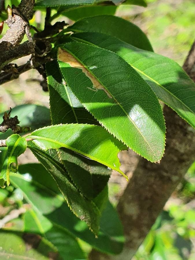 Ochna ovata — houseplant care guide