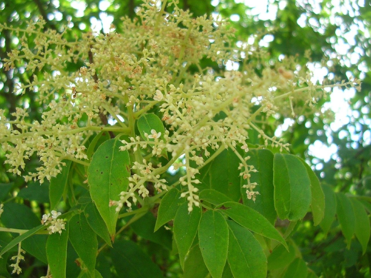 Meliosma pinnata — houseplant care guide