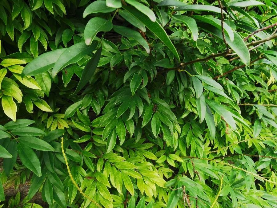 Millettia japonica leaf