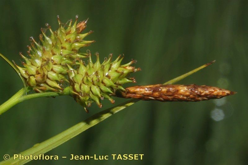 Carex × xanthocarpa — houseplant care guide