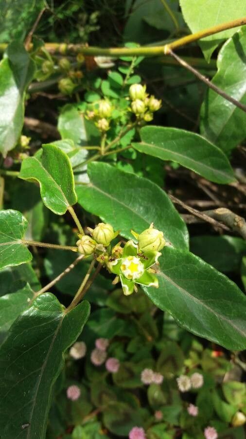 Gonolobus edulis — related species from the same genus