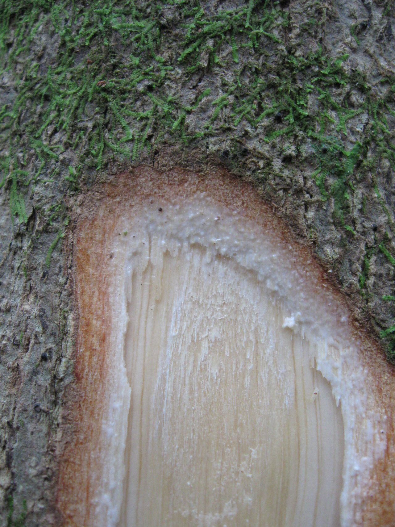 Synsepalum bequaertii bark