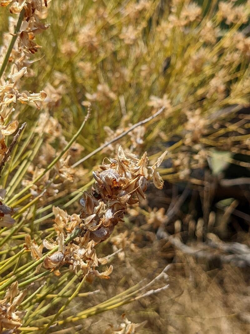 Genista thyrrena — search result for 'Genista'