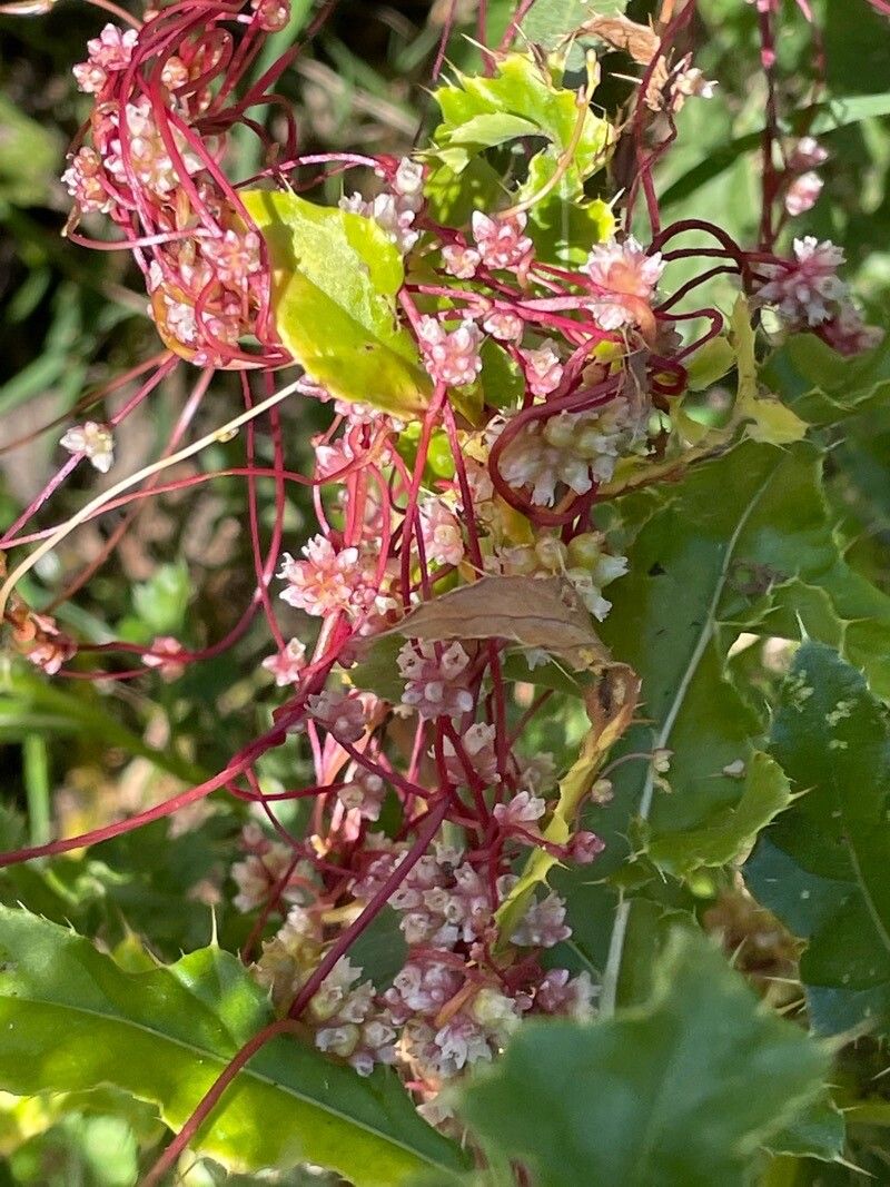 Cuscuta europaea — search result for 'Coleus'