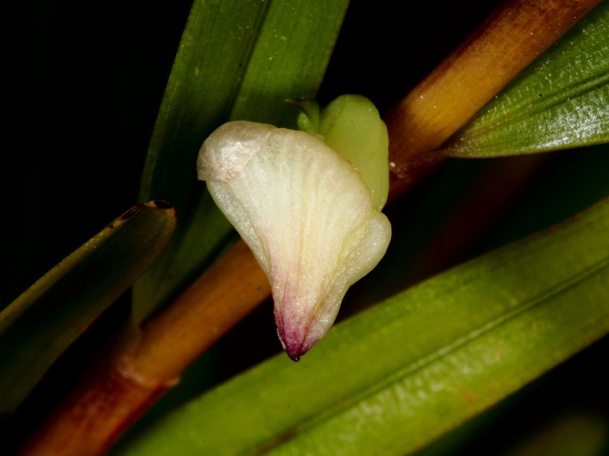 Dendrobium unicarinatum bark