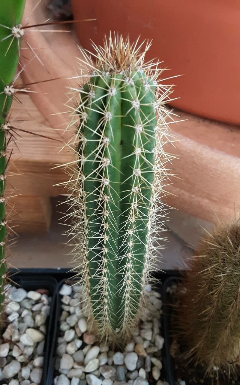 Pilosocereus robinii habit