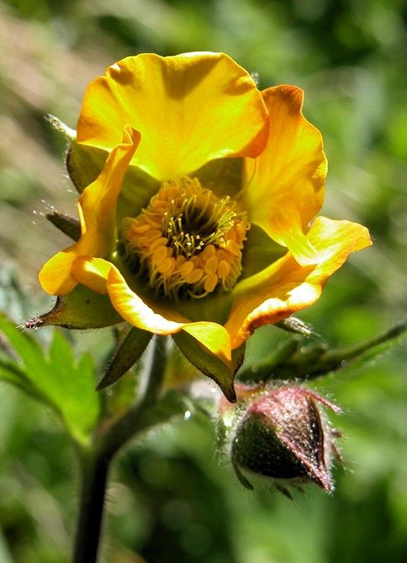 Geum x thomasianum — search result for 'Geum'