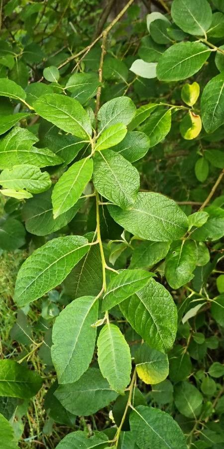 Salix appendiculata