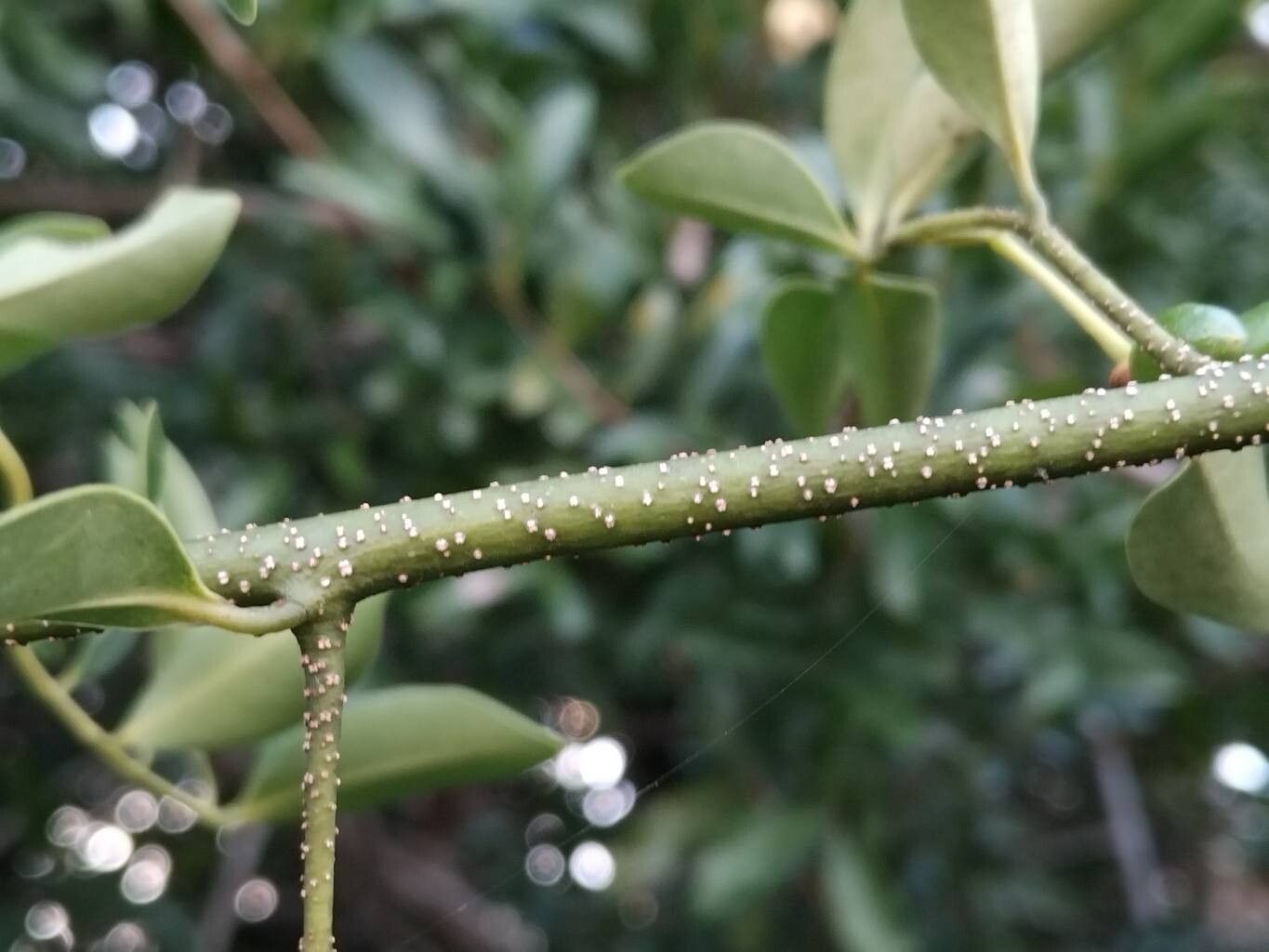 Artabotrys madagascariensis bark