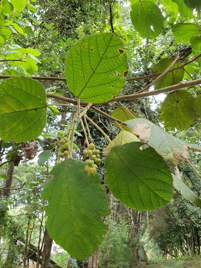 Alchornea cordifolia fruit