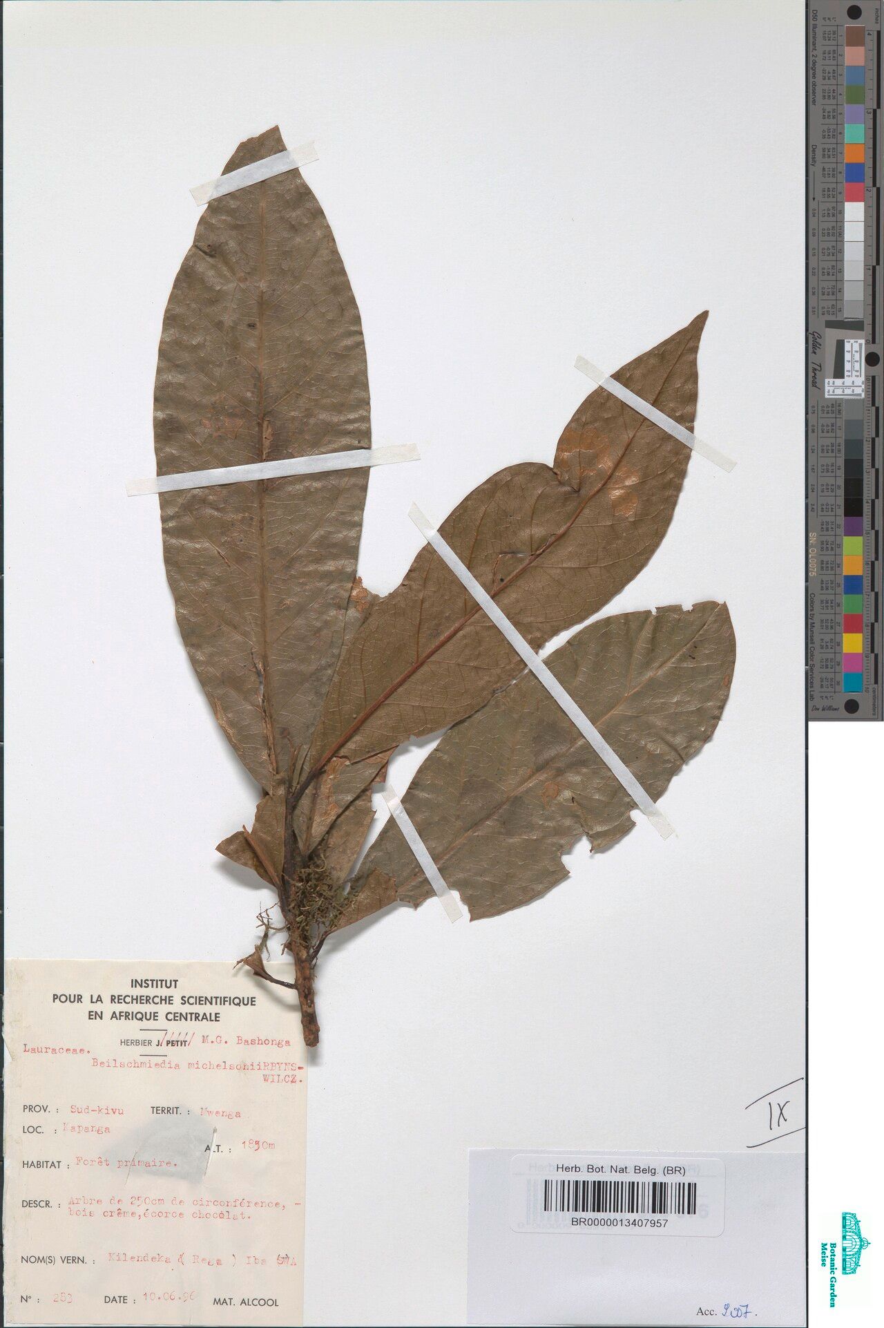 Beilschmiedia michelsonii — houseplant care guide