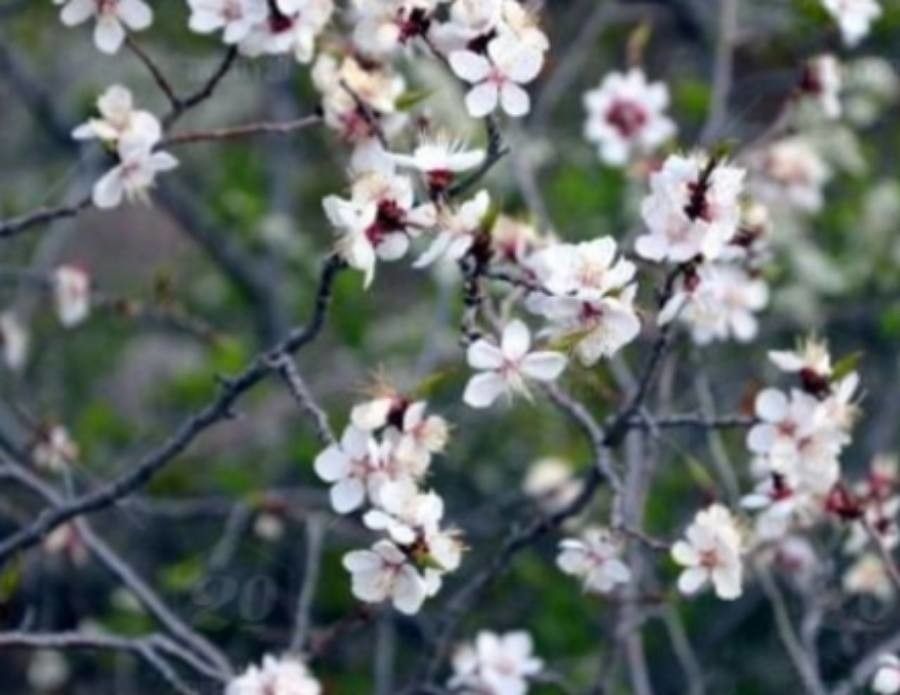 Prunus sibirica — search result for 'Mongolia'