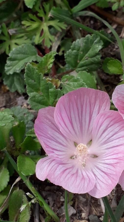 Malope malacoides — houseplant care guide