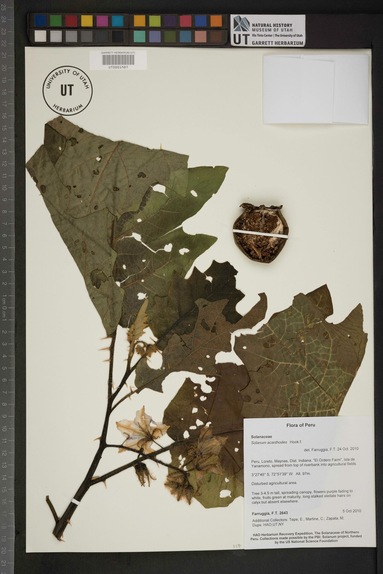 Solanum acanthodes — houseplant care guide