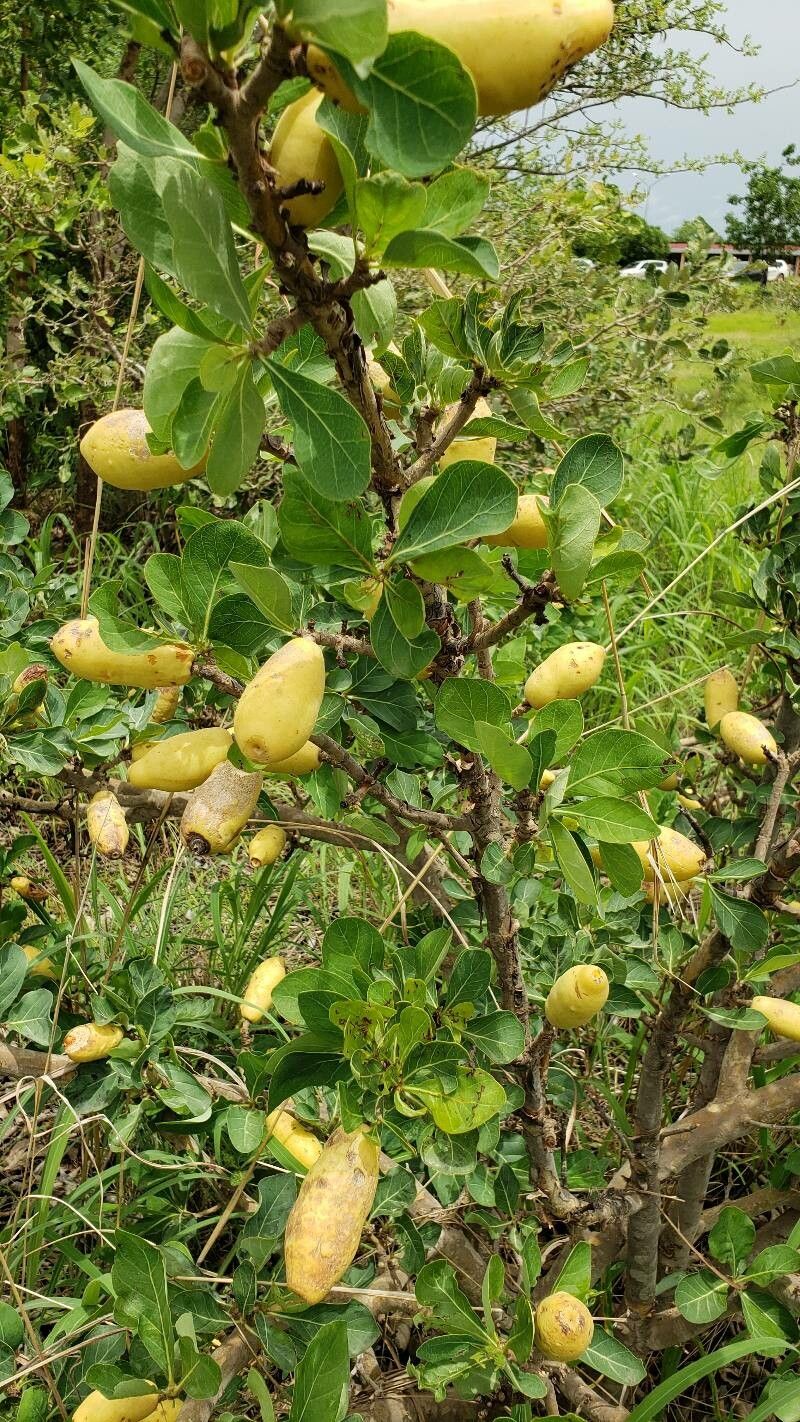 Gardenia erubescens — search result for 'Sudan'