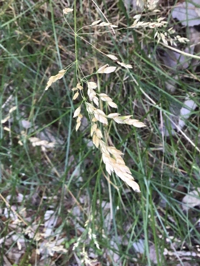 Cynosurus cristatus fruit