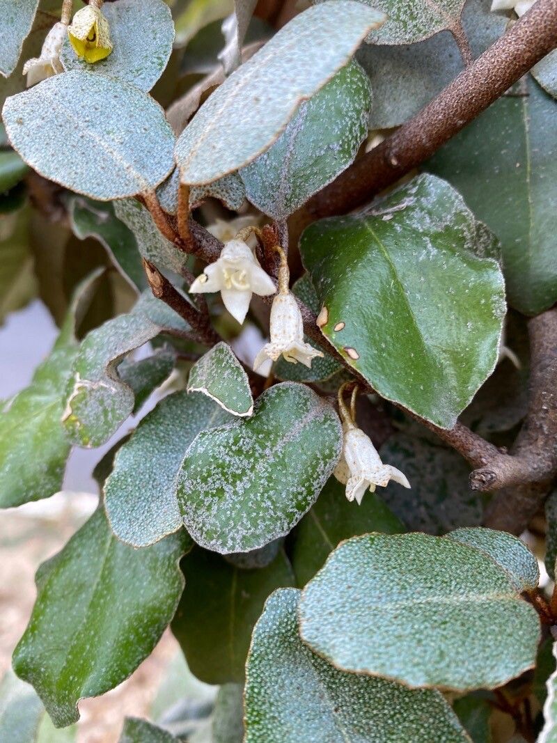 Elaeagnus × submacrophylla flower