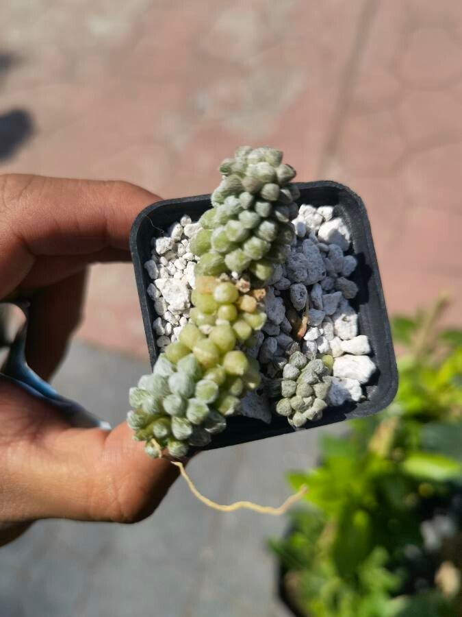 Anacampseros filamentosa