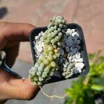 Anacampseros filamentosa