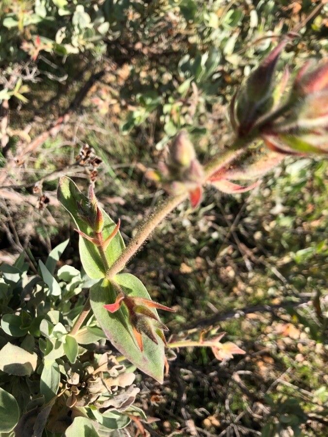 Cistus atriplicifolius leaf