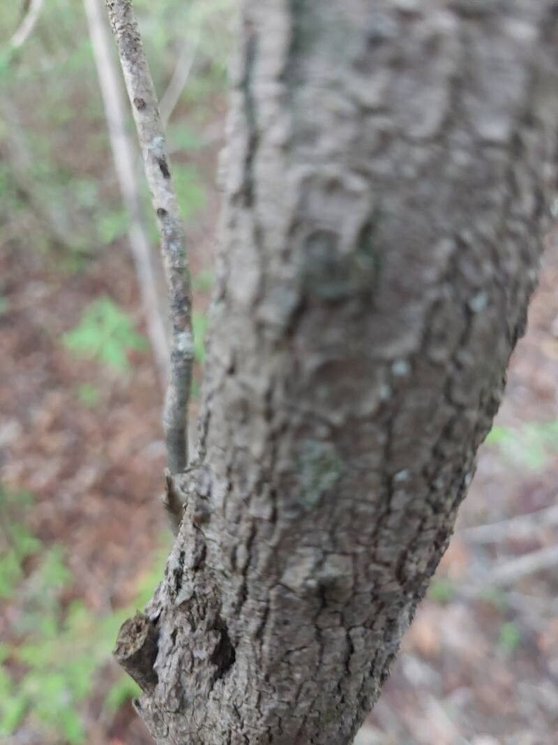 Croton hildebrandtii bark
