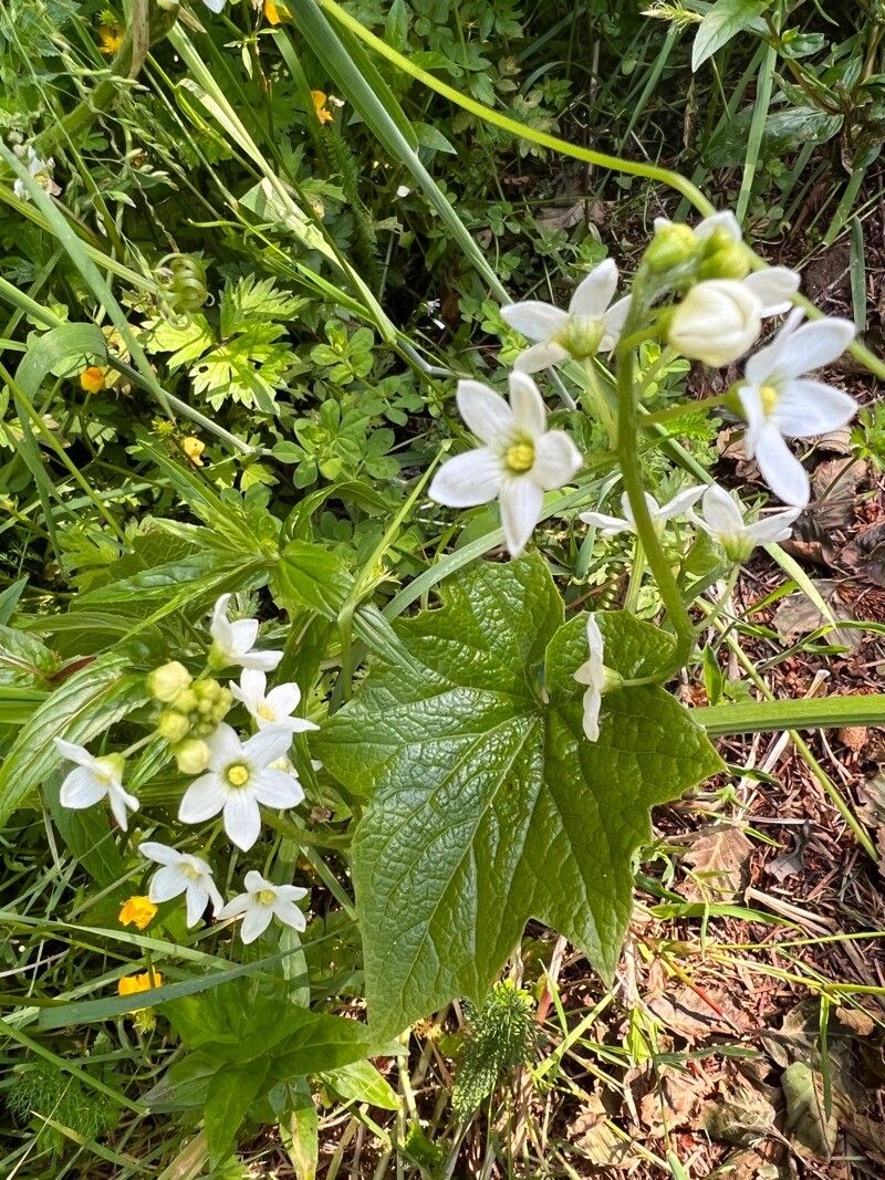 Marah oreganus flower