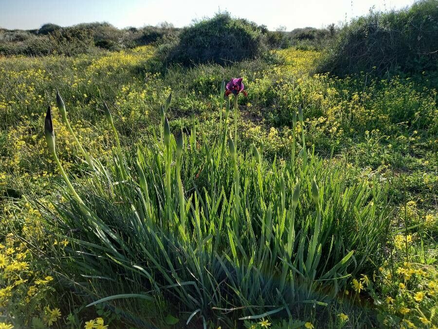 Iris atropurpurea habit