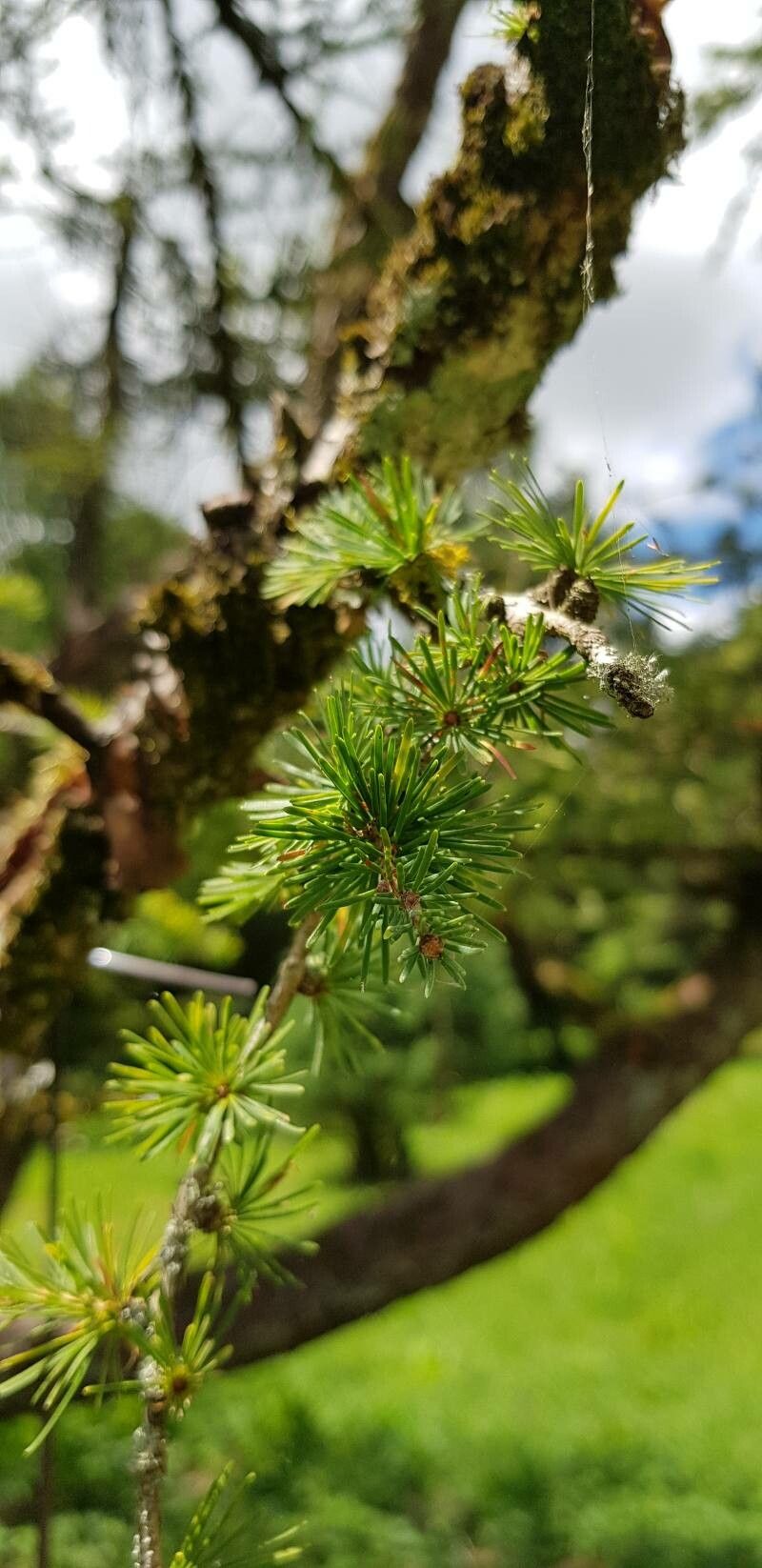 Larix gmelinii leaf