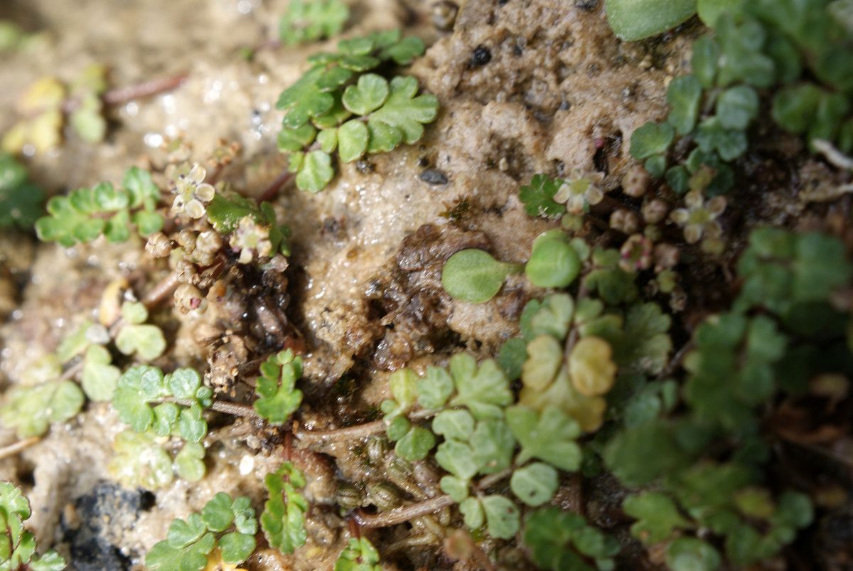 Helosciadium bermejoi habit